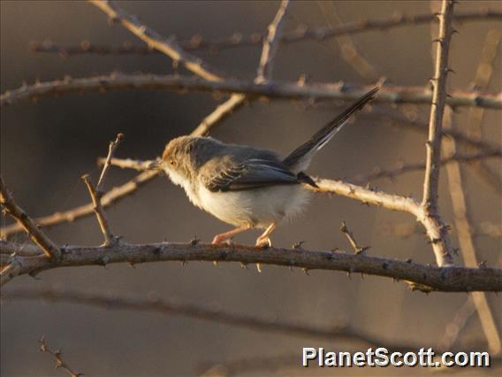 Red-fronted Warbler (Prinia rufifrons)