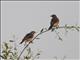 Wattled Starling (Creatophora cinerea) - Female