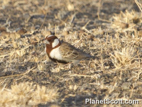 Chestnut-headed Sparrow-Lark (Eremopterix signatus)