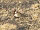 Chestnut-headed Sparrow-Lark (Eremopterix signata)