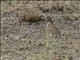 Chestnut-headed Sparrow-Lark (Eremopterix signata) - Female