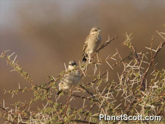 Donaldson-Smith's Sparrow-Weaver (Plocepasser donaldsoni)