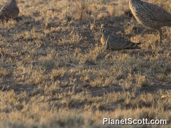 Lichtenstein's Sandgrouse (Pterocles lichtensteinii)