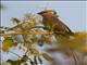 Blue-naped Mousebird (Urocolius macrourus)