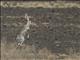 African Savanna Hare (Lepus victoriae)