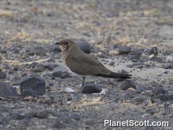 Collared Pratincole (Glareola pratincola)