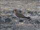 Collared Pratincole (Glareola pratincola)