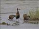 White-faced Whistling-Duck (Dendrocygna viduata)