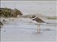 Common Ringed Plover (Charadrius hiaticula) - Juvenile