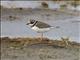 Common Ringed Plover (Charadrius hiaticula) - Non-breeding