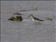 Curlew Sandpiper (Calidris ferruginea)