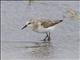 Little Stint (Calidris minuta)