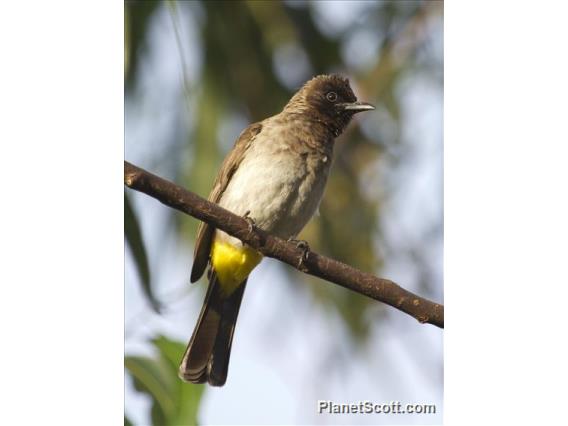 Common Bulbul (Pycnonotus barbatus)