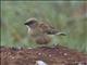 Northern Gray-headed Sparrow (Passer griseus)