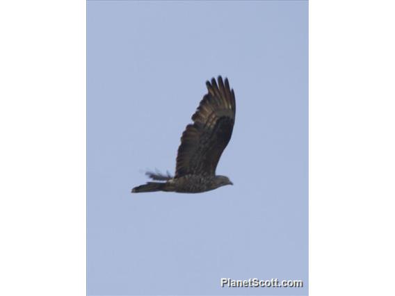 European Honey-buzzard (Pernis apivorus)