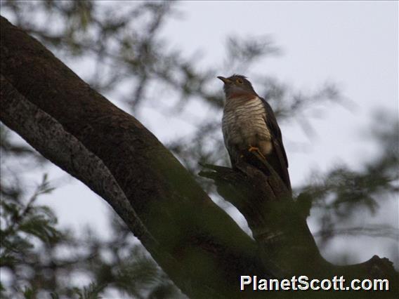 Common Cuckoo (Cuculus canorus)