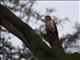 Common Cuckoo (Cuculus canorus)