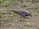 Laughing Dove (Streptopelia senegalensis)