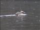 Red-billed Duck (Anas erythrorhyncha)