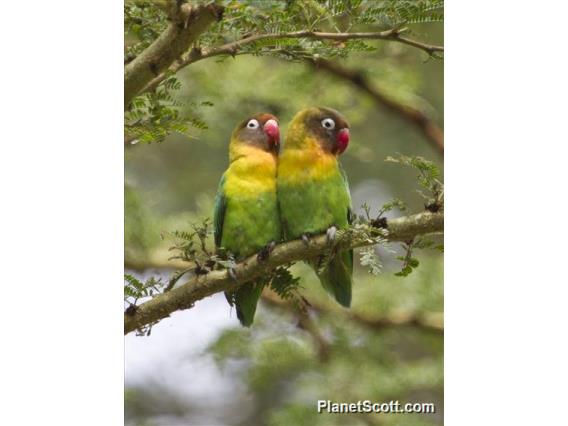 Fischer's Lovebird (Agapornis fischeri)