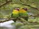 Fischers Lovebird (Agapornis fischeri) - Hybrid with Yellow-collared Lovebird