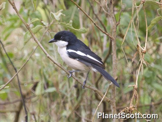 Tropical Boubou (Laniarius major)