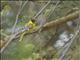 African Black-headed Oriole (Oriolus larvatus) - Juvenile