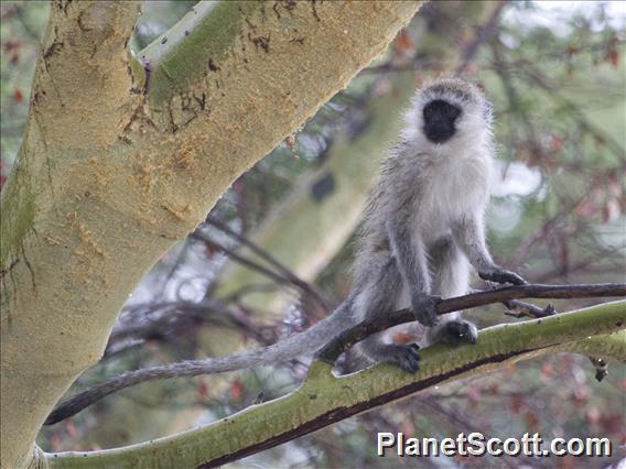 Vervet Monkey (Chlorocebus pygerythrus)