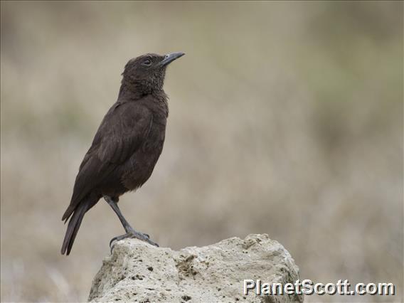 Northern Anteater-Chat (Myrmecocichla aethiops)