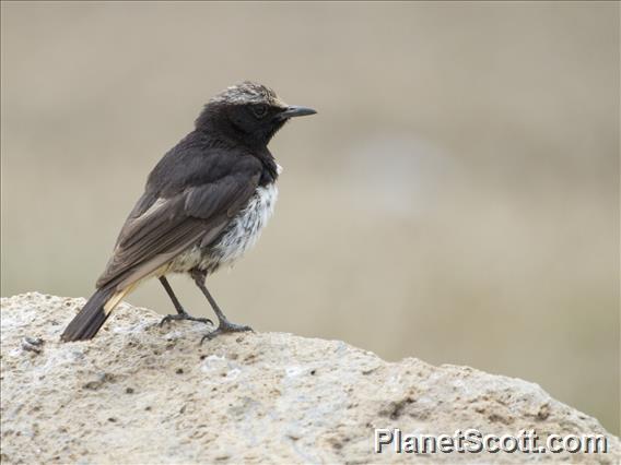 Schalow's Wheatear (Oenanthe lugubris)