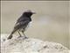 Schalows Wheatear (Oenanthe lugubris)