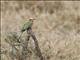 White-fronted Bee-eater (Merops bullockoides)