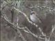 Kenya Rufous Sparrow (Passer rufocinctus) - Male