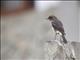 Schalows Wheatear (Oenanthe lugubris) - Female