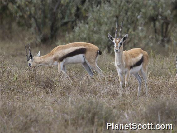 Thomson's Gazelle (Eudorcas thomsonii)