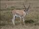 Grants Gazelle (Gazella granti)