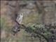 Lanner Falcon (Falco biarmicus)