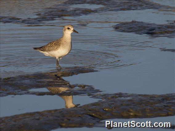 Black-bellied Plover (Pluvialis squatarola)