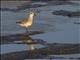 Black-bellied Plover (Pluvialis squatarola)