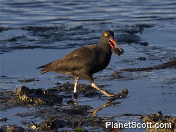 Black Oystercatcher (Haematopus bachmani)