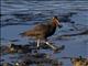 Black Oystercatcher (Haematopus bachmani)