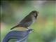 Yellow-faced Grassquit (Tiaris olivaceus)