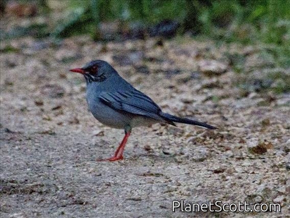 Eastern Red-legged Thrush (Turdus ardosiaceus)