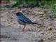 Red-legged Thrush (Turdus plumbeus)