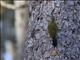 Hispaniolan Woodpecker (Melanerpes striatus)