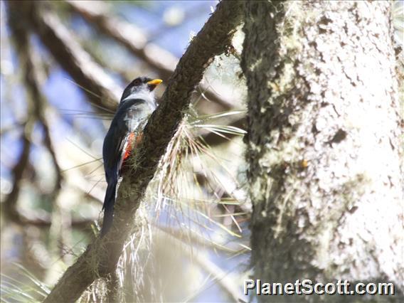 Hispaniolan Trogon (Priotelus roseigaster)