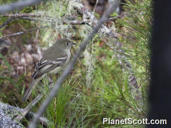 Greater Antillean Elaenia (Elaenia fallax)