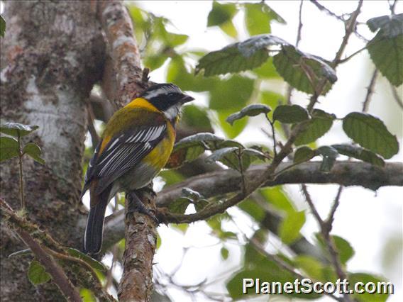 Hispaniolan Spindalis (Spindalis dominicensis)