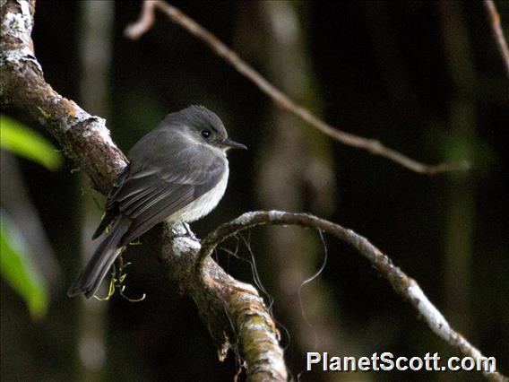 Hispaniolan Pewee (Contopus hispaniolensis)