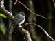 Hispaniolan Pewee (Contopus hispaniolensis)